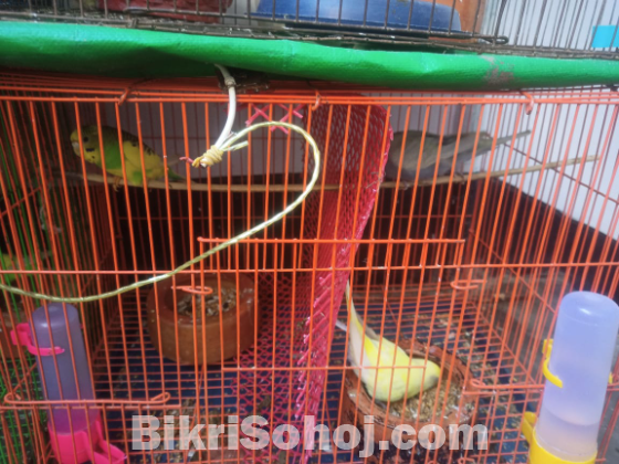 বাজিগার পাখি